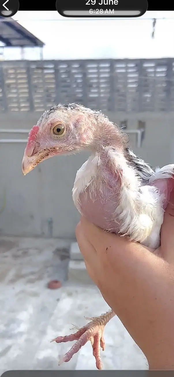 : 7 High-Quality Aseel Chicks (3 Months Old) - Pure Bloodline — photo 8