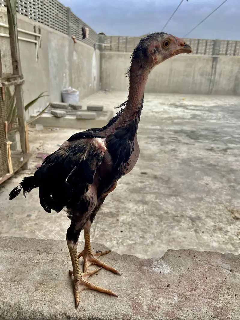 : 7 High-Quality Aseel Chicks (3 Months Old) - Pure Bloodline — photo 9