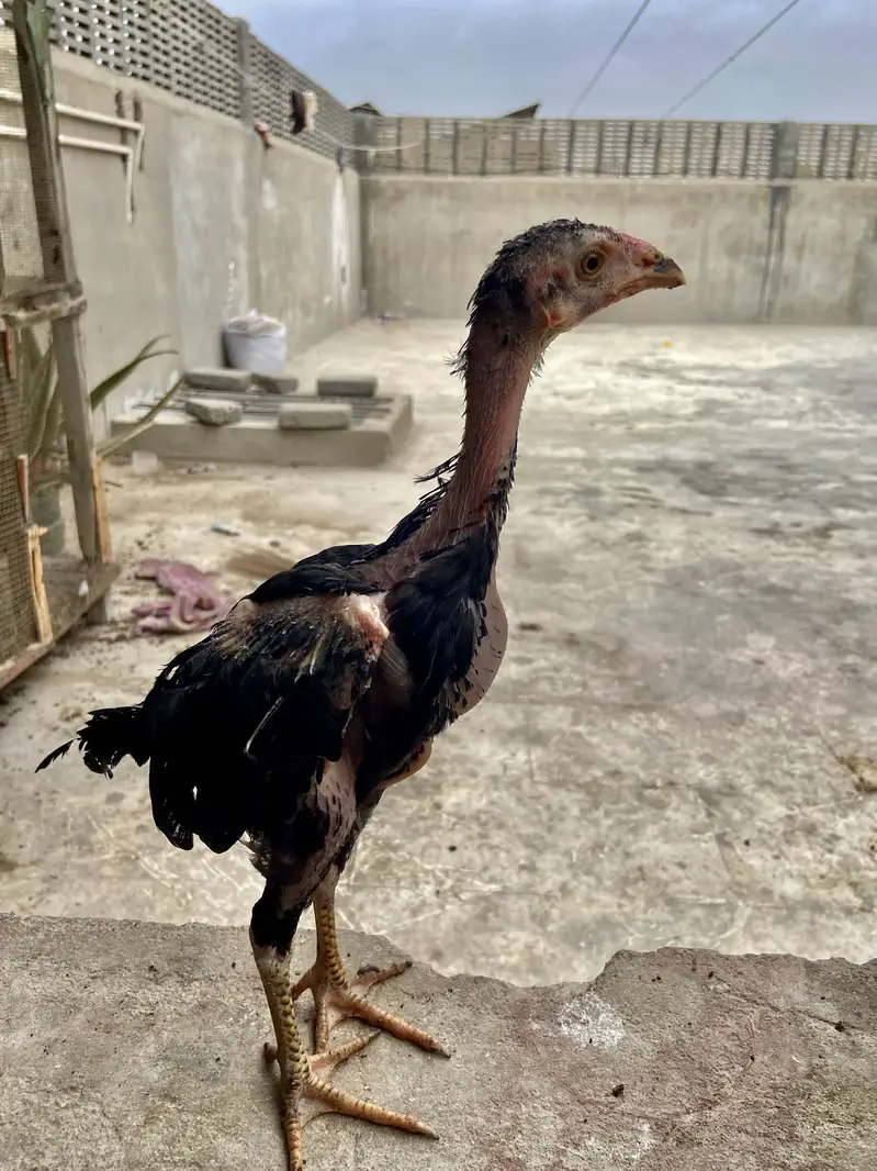 : 7 High-Quality Aseel Chicks (3 Months Old) - Pure Bloodline — photo 10