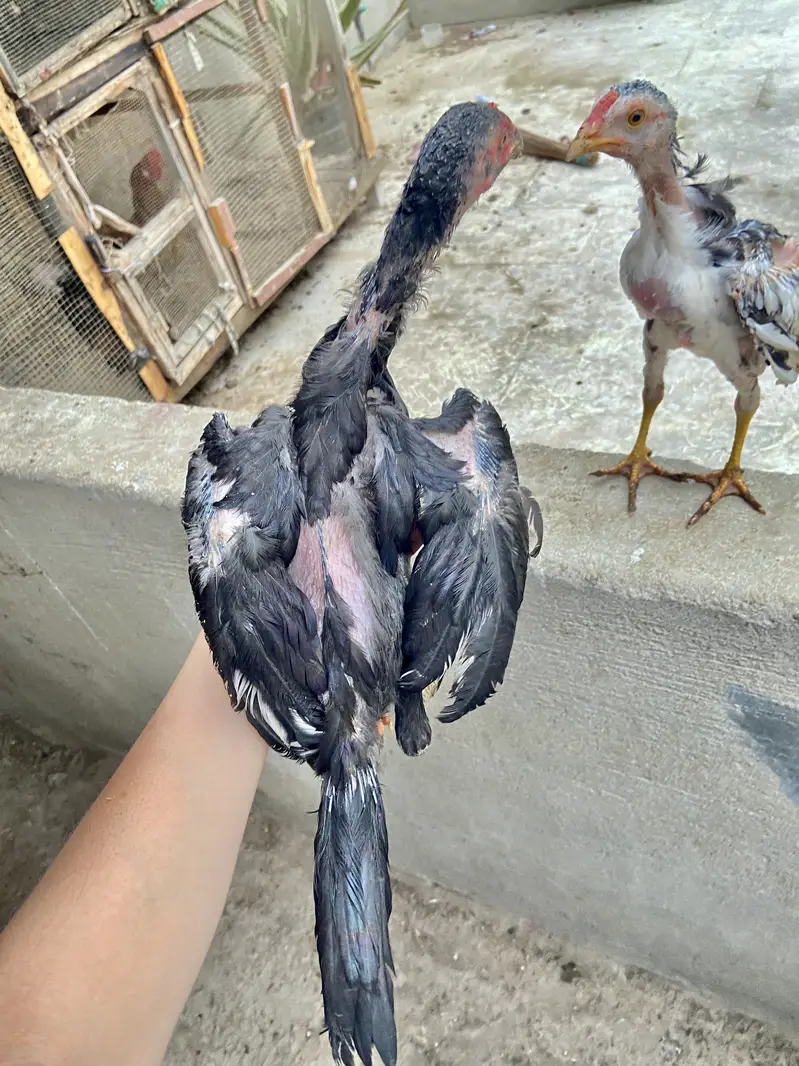 : 7 High-Quality Aseel Chicks (3 Months Old) - Pure Bloodline — photo 11