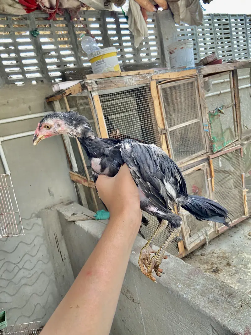 : 7 High-Quality Aseel Chicks (3 Months Old) - Pure Bloodline — photo 12