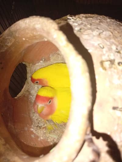 lutino love bird mini handtame