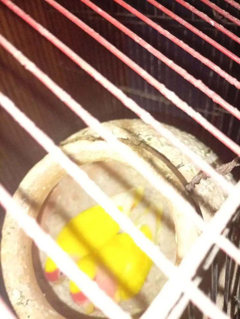 lutino love bird mini handtame — photo 4