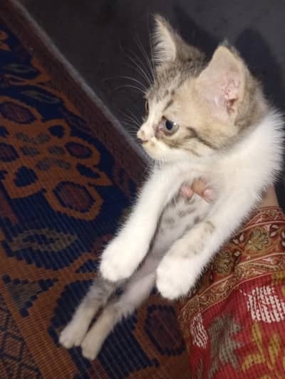 Persian kittens urgent sale.