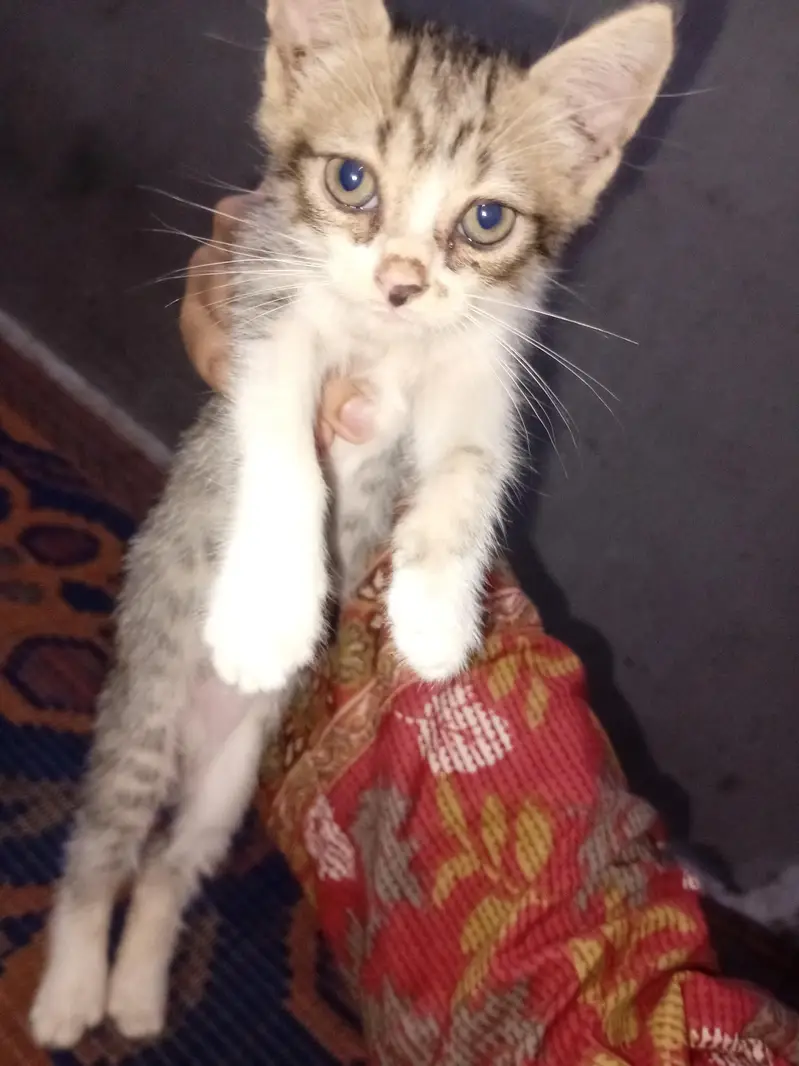 Persian kittens urgent sale. — photo 2