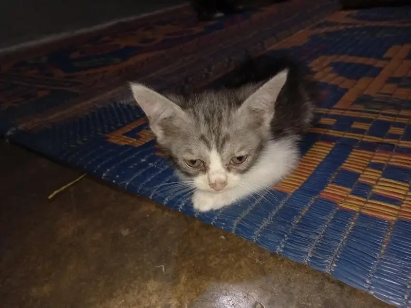 Persian kittens urgent sale. — photo 3