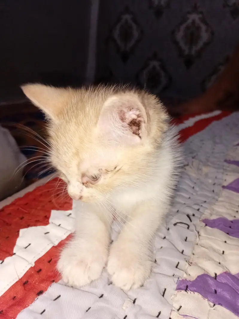Persian kittens urgent sale. — photo 4