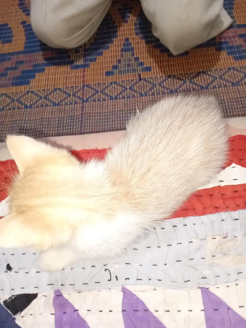 Persian kittens urgent sale. — photo 5