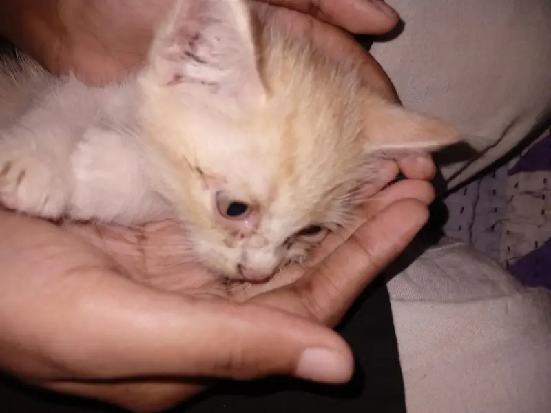 Persian kittens urgent sale. — photo 6