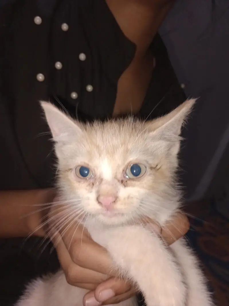 Persian kittens urgent sale. — photo 7