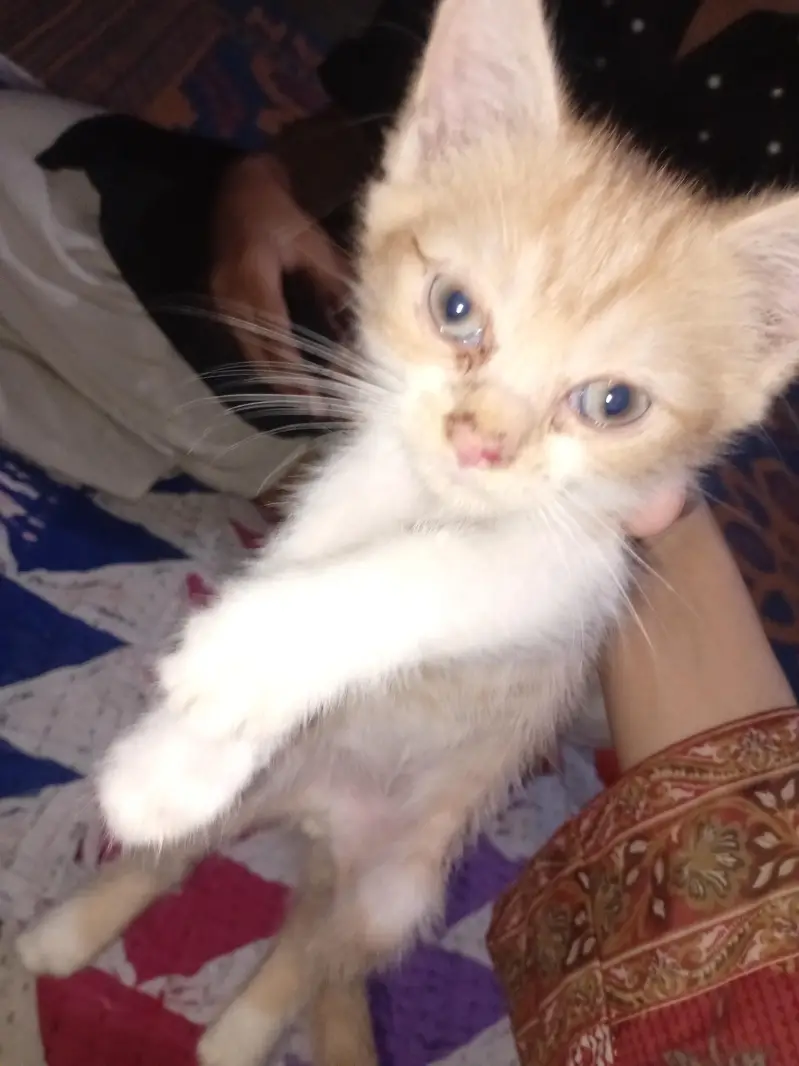 Persian kittens urgent sale. — photo 8