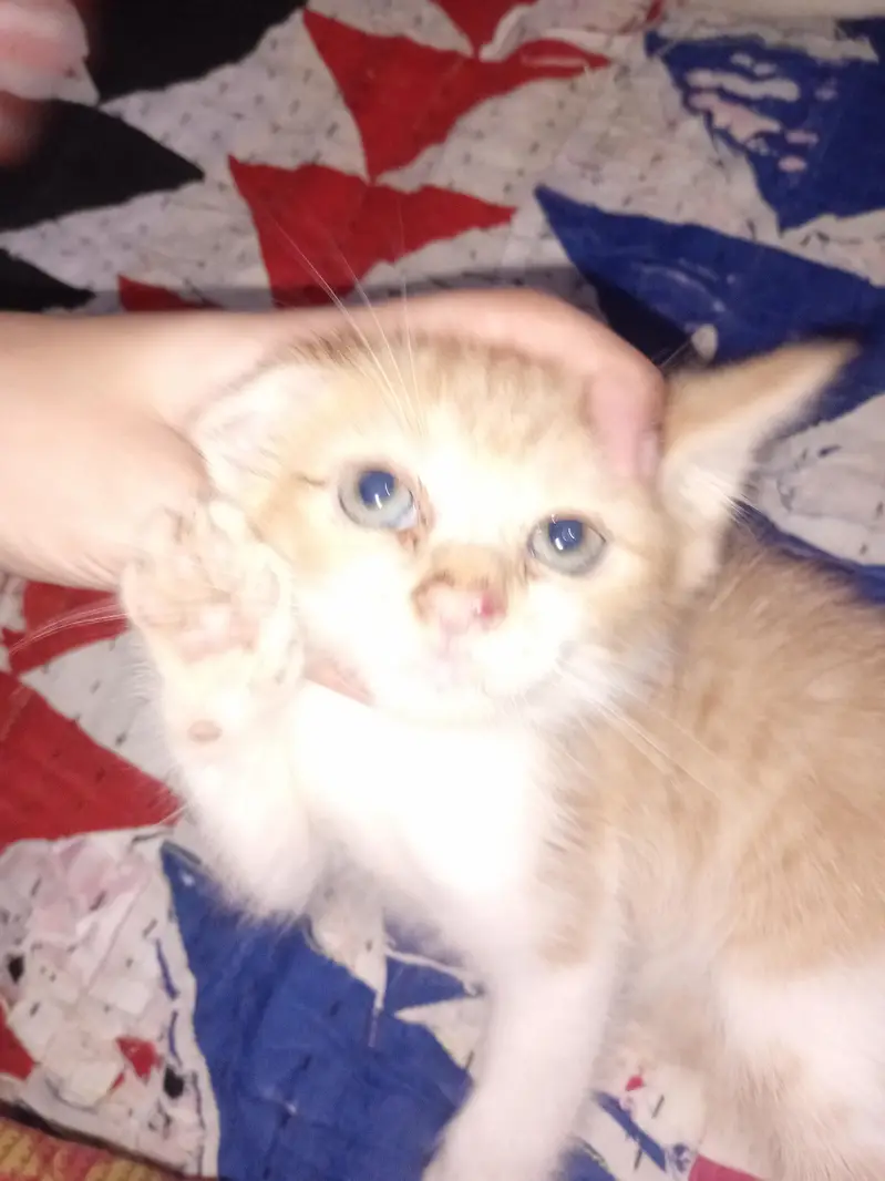 Persian kittens urgent sale. — photo 9