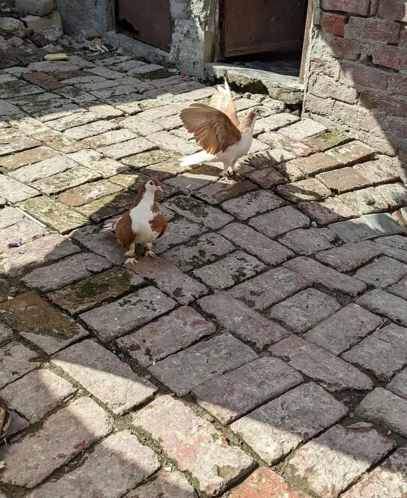 sherazi breeder pair for sale — photo 2