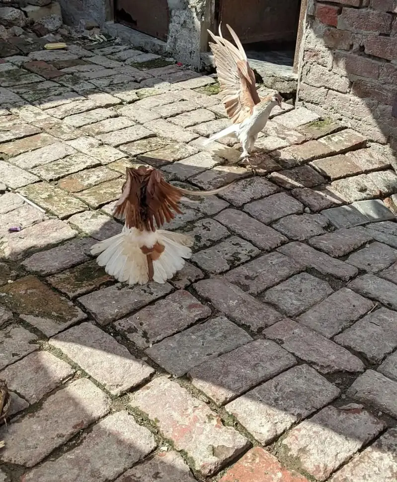 sherazi breeder pair for sale — photo 3
