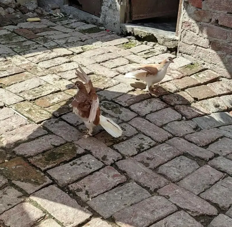 sherazi breeder pair for sale — photo 4