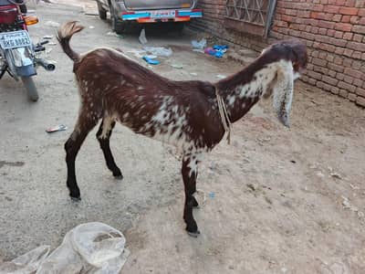 Makhi Cheeni For sale