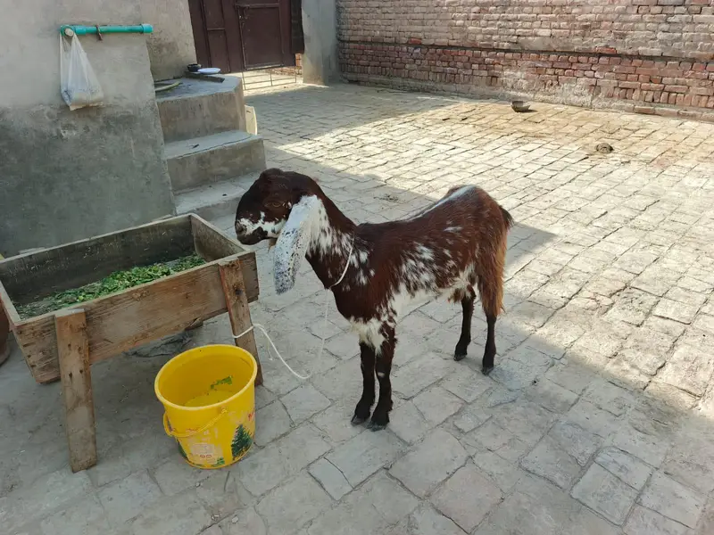 Makhi Cheeni For sale — photo 2