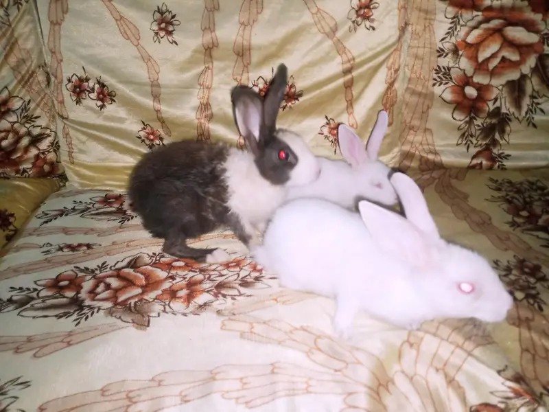 rabbit babies 3