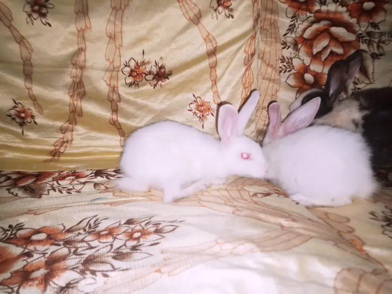 rabbit babies 3 — photo 2