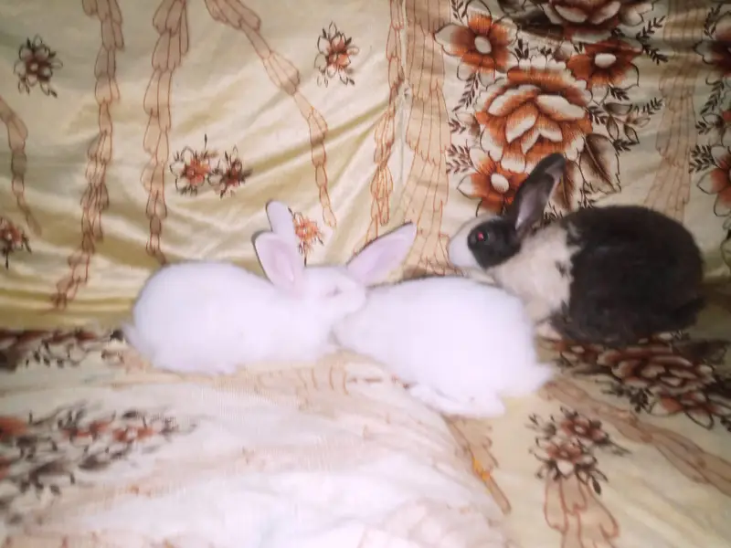 rabbit babies 3 — photo 3