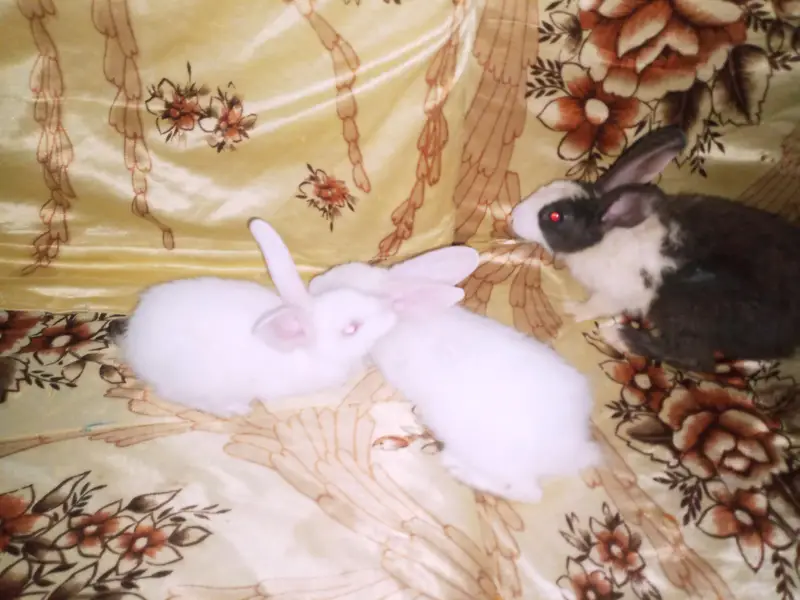 rabbit babies 3 — photo 4