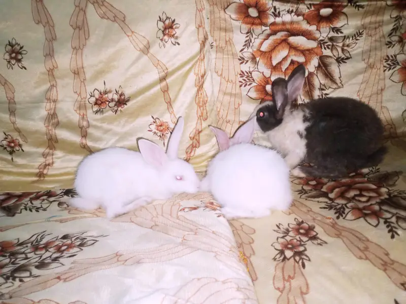 rabbit babies 3 — photo 5