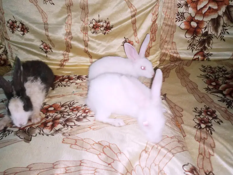 rabbit babies 3 — photo 6