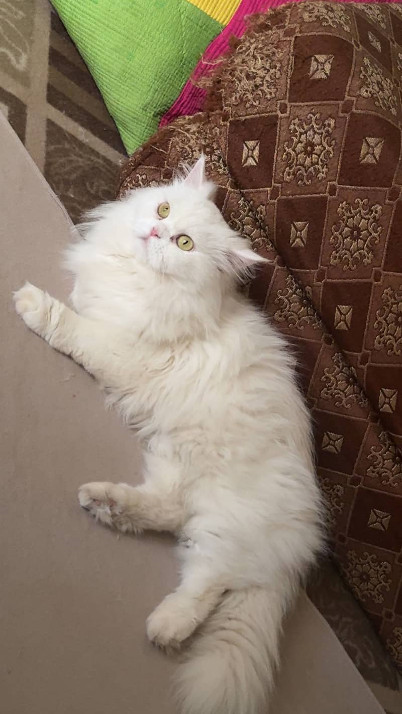 Missing cat 0