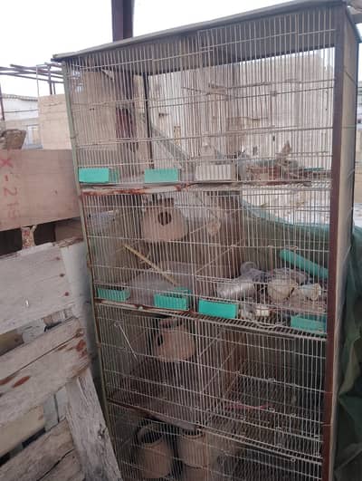 birds cage