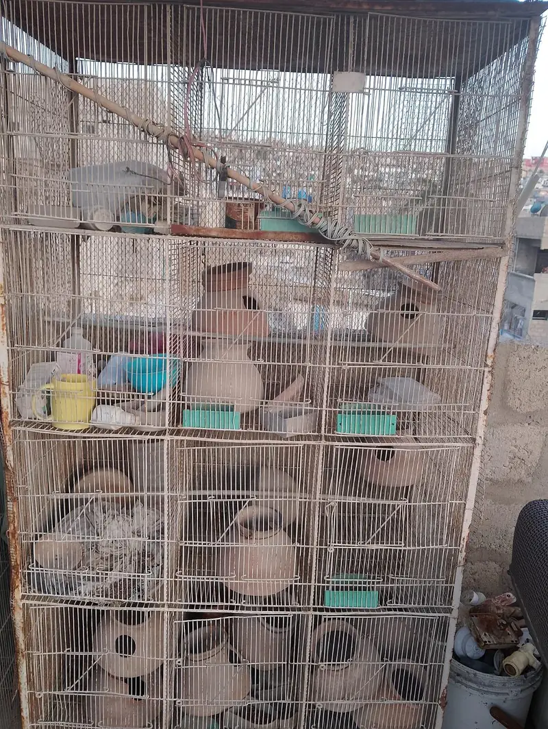 birds cage — photo 2