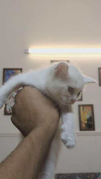 cute persian cat
