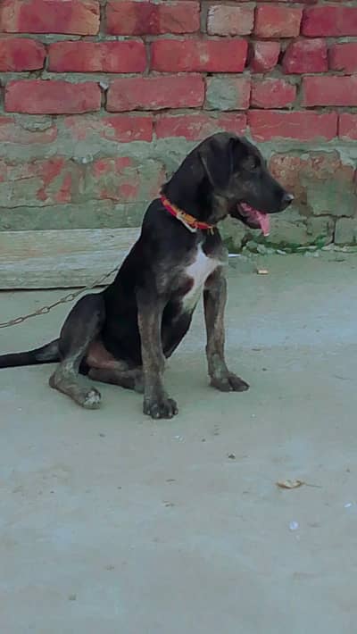 dogss