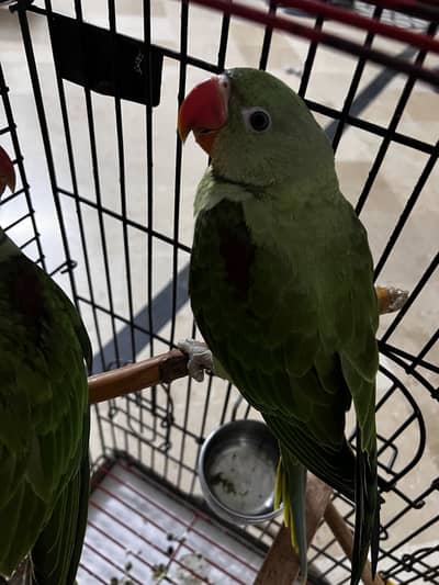 Raw 4 months old Raw parrot for sale