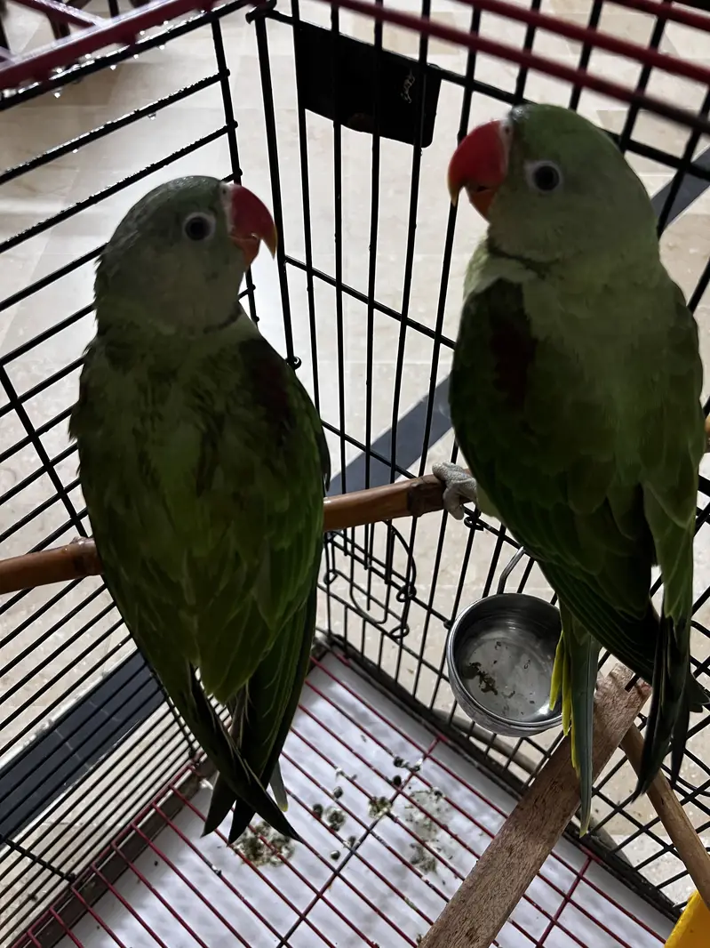 Raw 4 months old Raw parrot for sale — photo 2