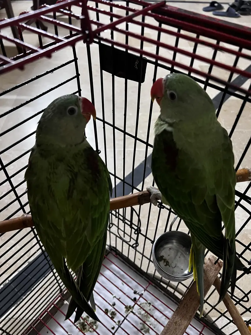 Raw 4 months old Raw parrot for sale — photo 3