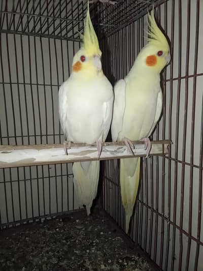 cream cocktail pair