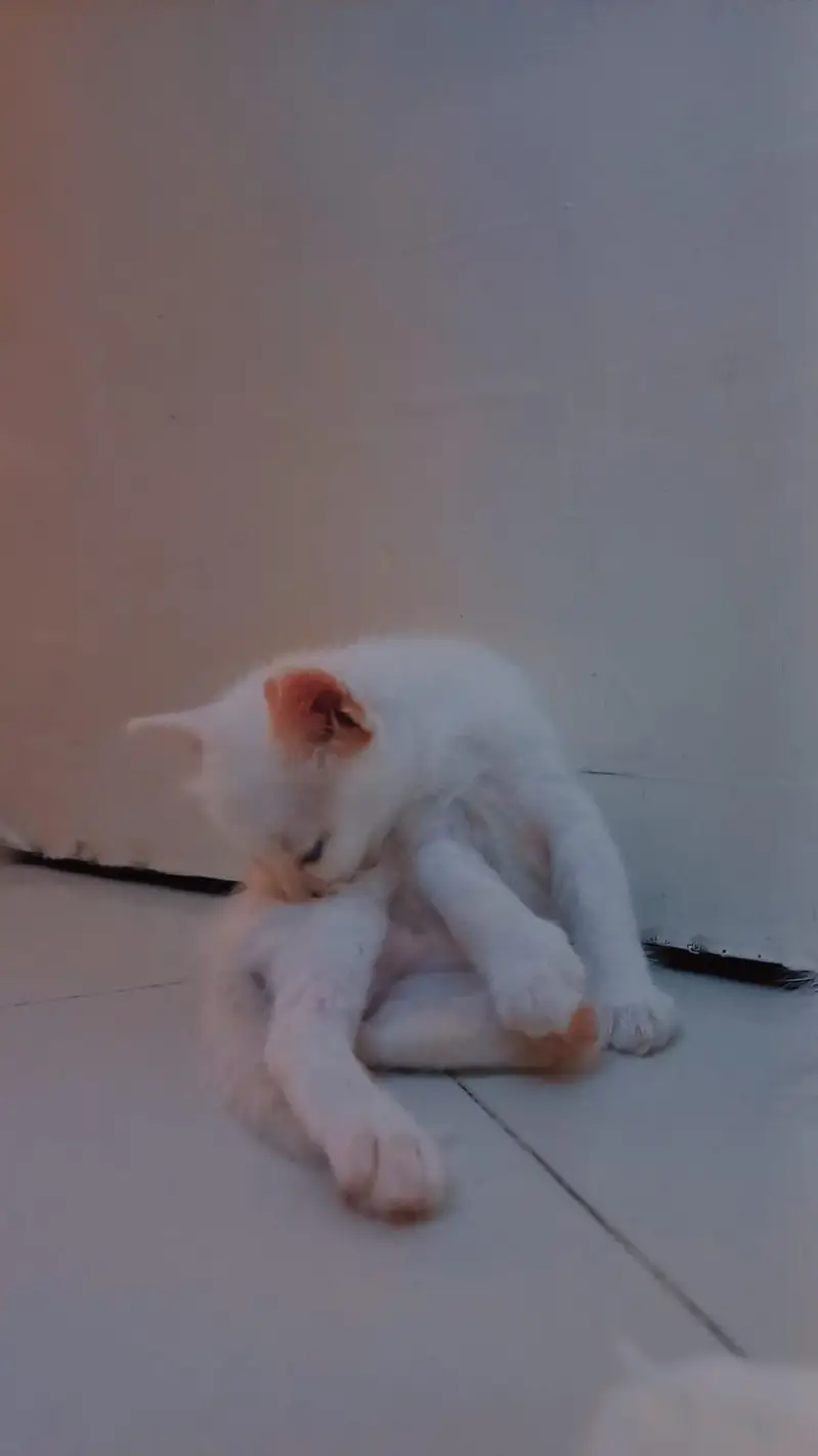 cats with his kitten — photo 3