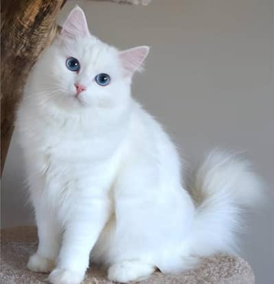 Persian cat