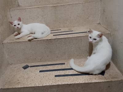 purssian cat