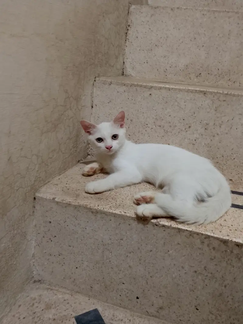 purssian cat — photo 3