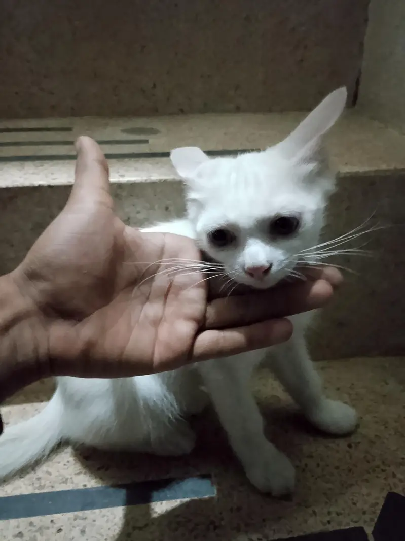 purssian cat — photo 6
