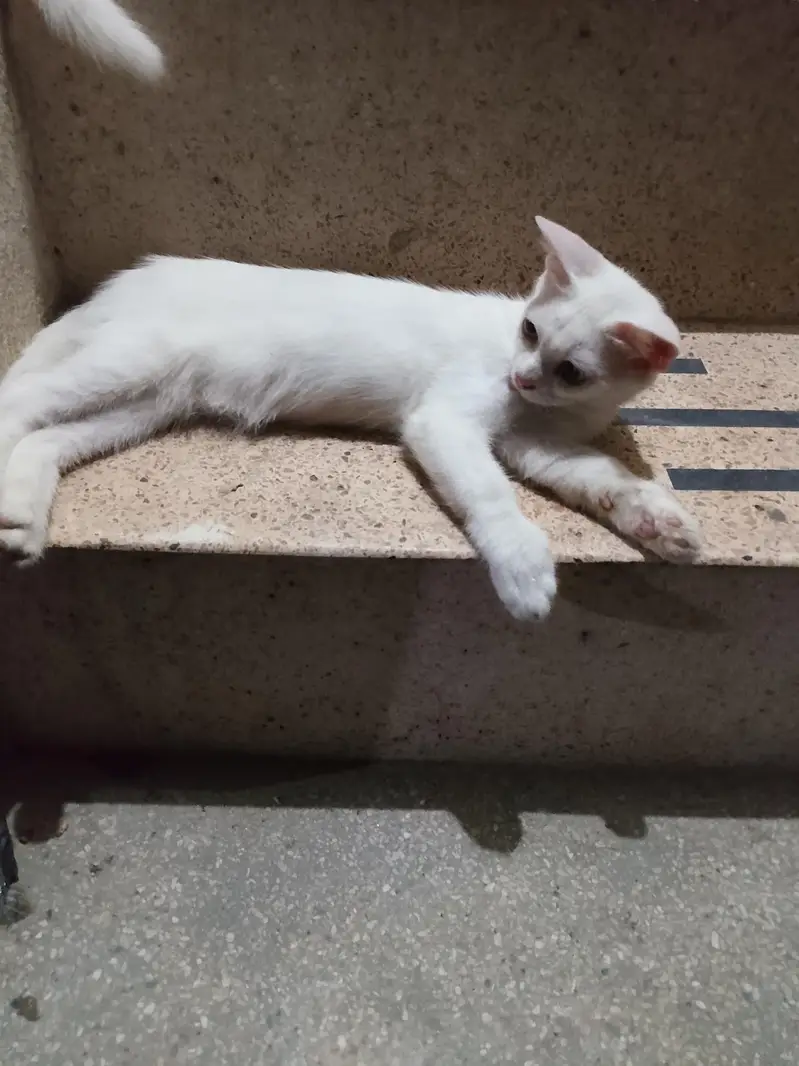 purssian cat — photo 7