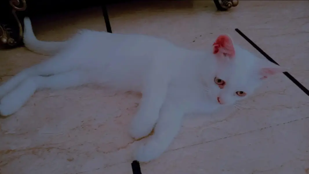 purssian cat — photo 8