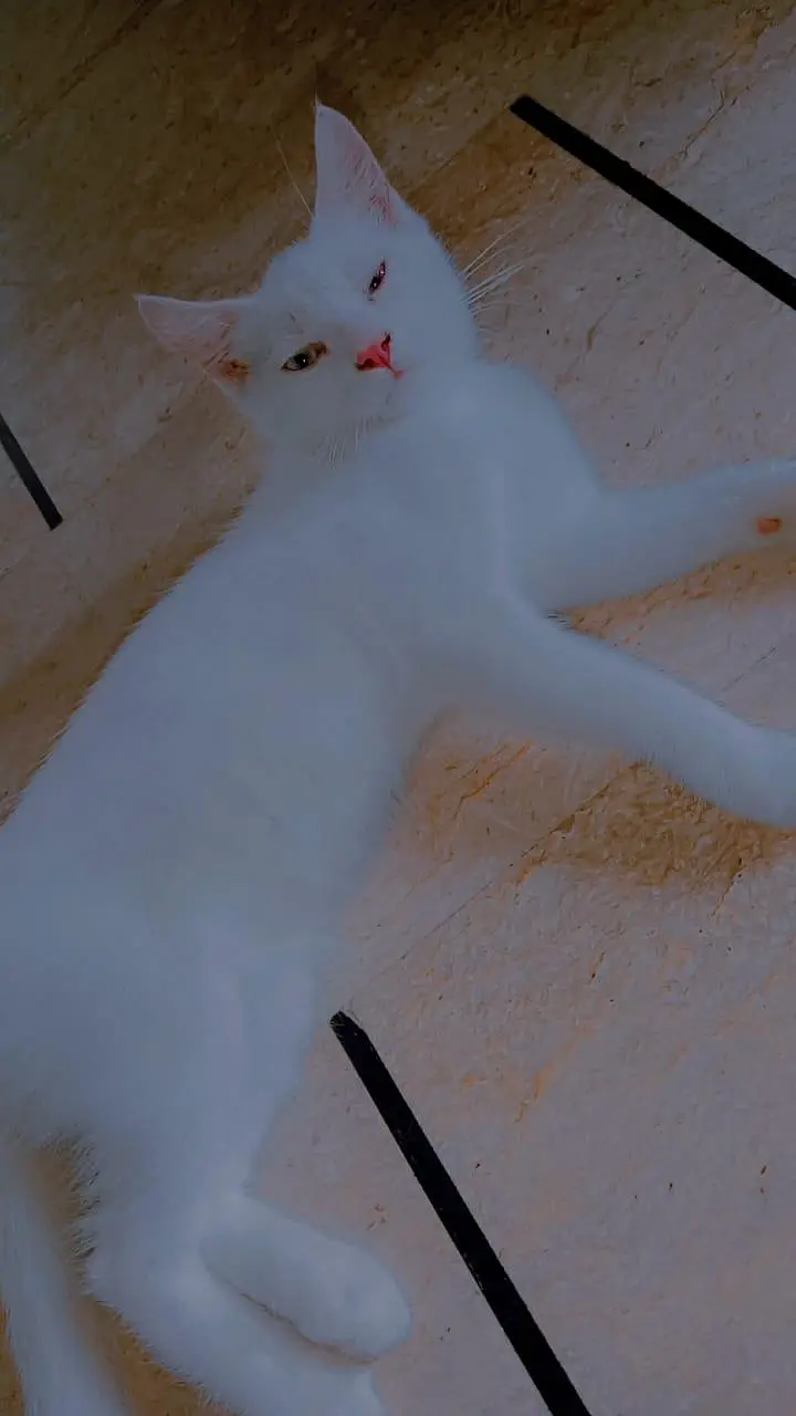 purssian cat — photo 9