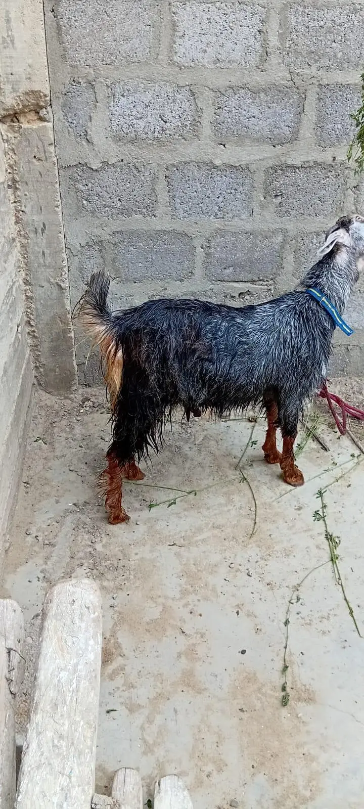 urgent sale only WhatsApp 03152344578 — photo 4