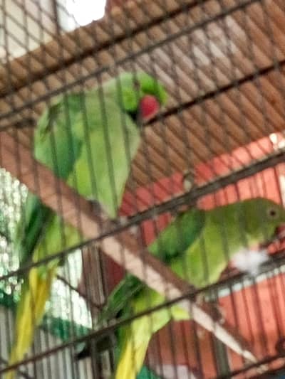 ringneck