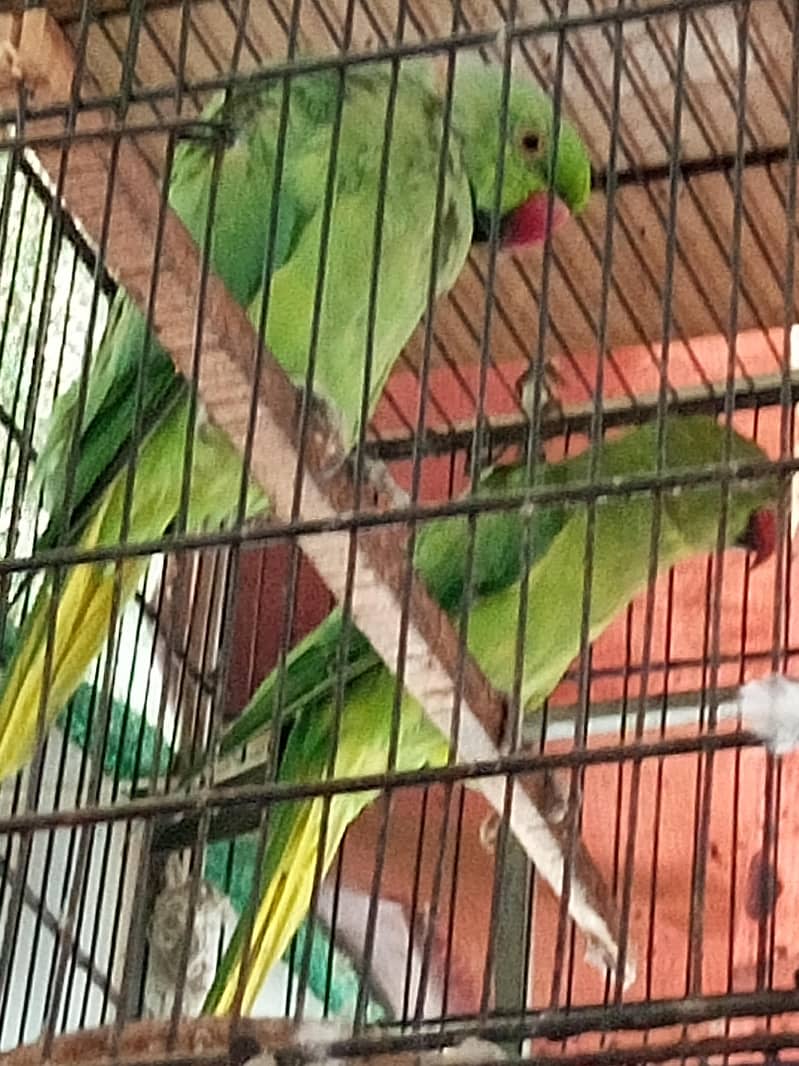 ringneck 1