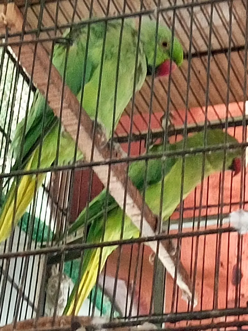 ringneck — photo 2