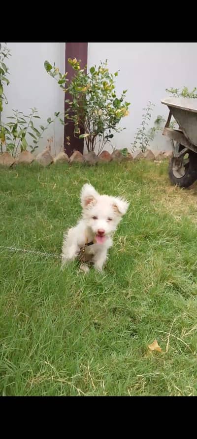 male poodle 2 months