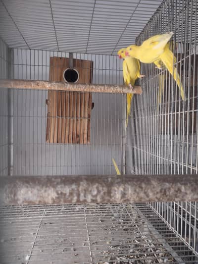 yellow ringneck breeder pair
